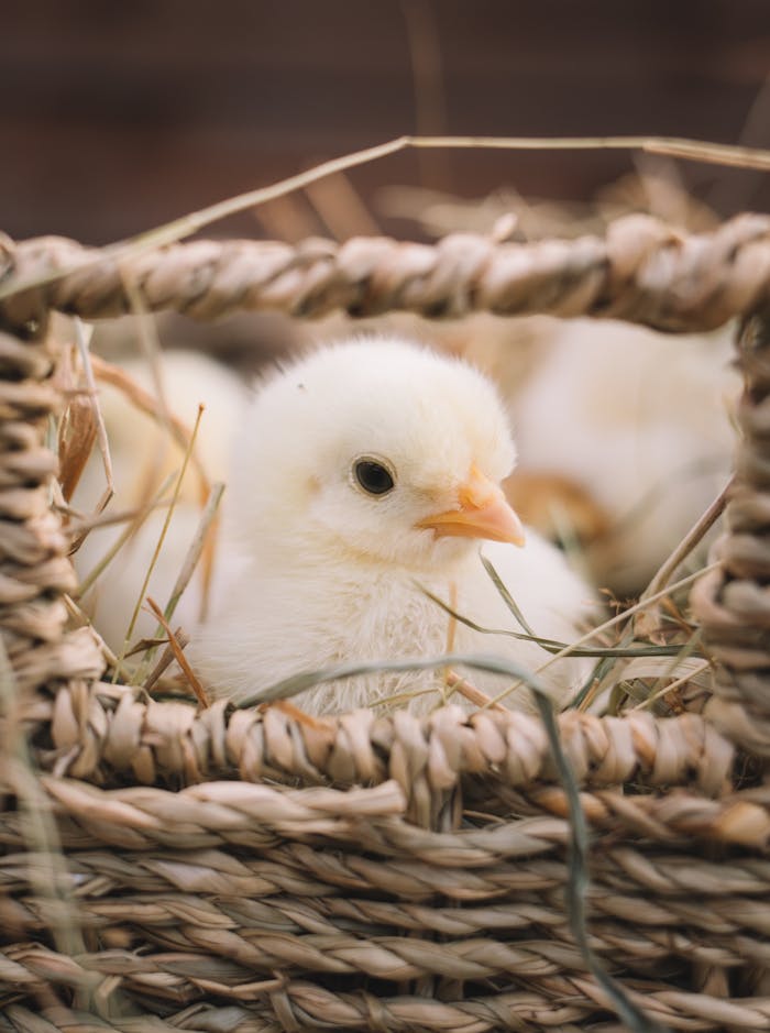 services-01 A fluffy chick nestled in a woven basket surrounded by straw, showcasing farm life.