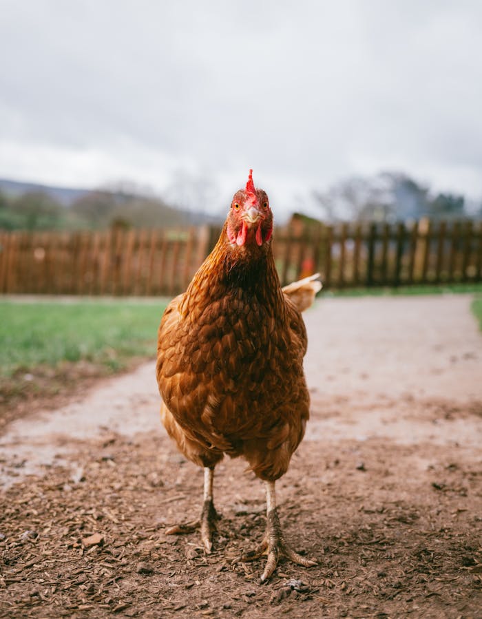 about-us-02 A free-range hen stands on a rural path, surrounded by countryside scenery.