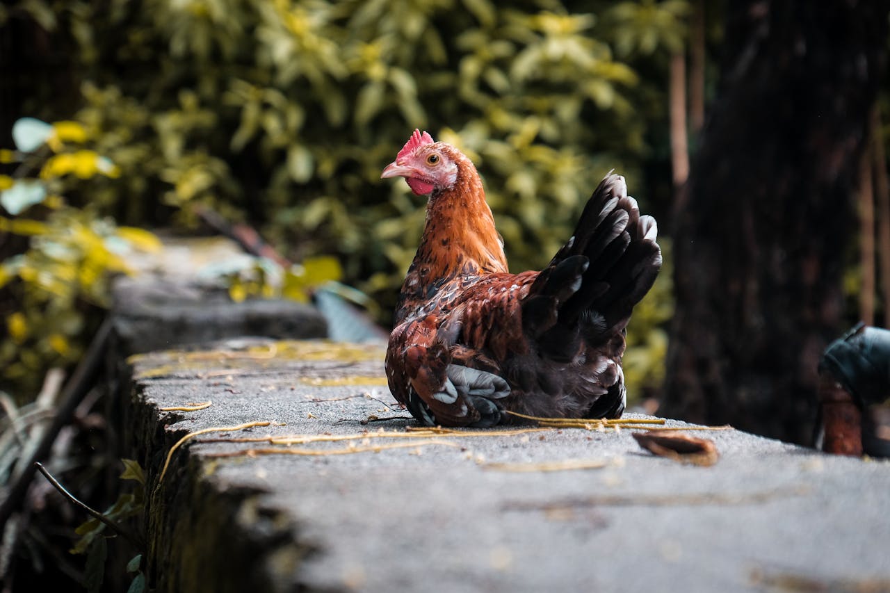 services-04 A domestic chicken sits peacefully on a stone wall surrounded by lush greenery.