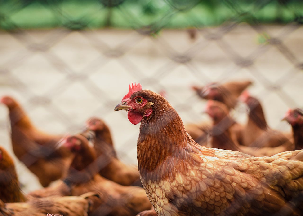 heros-img Close-up of free-range chickens in a rural farm, showcasing poultry life.