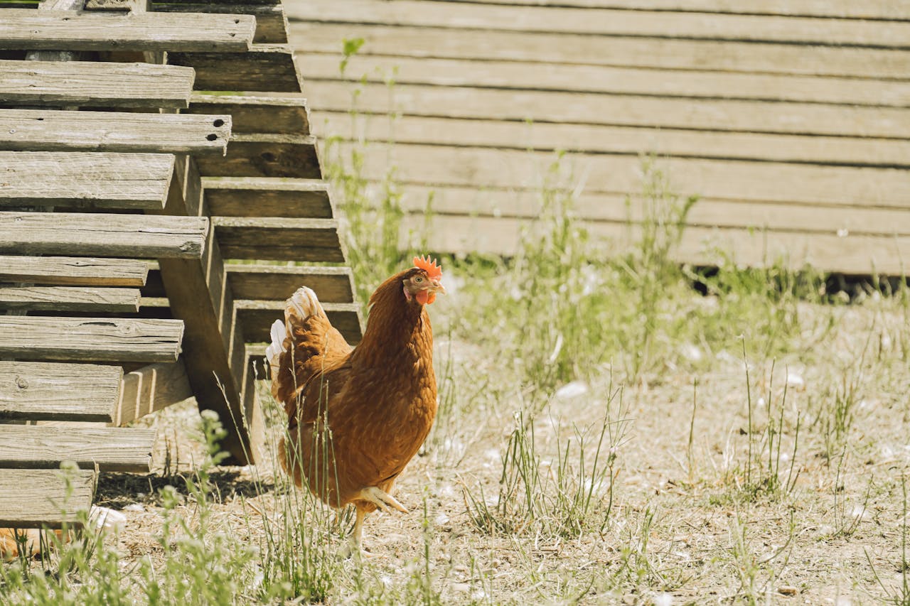 about-us-01 A brown hen exploring outdoors near a wooden chicken coop in a sunny farm setting.