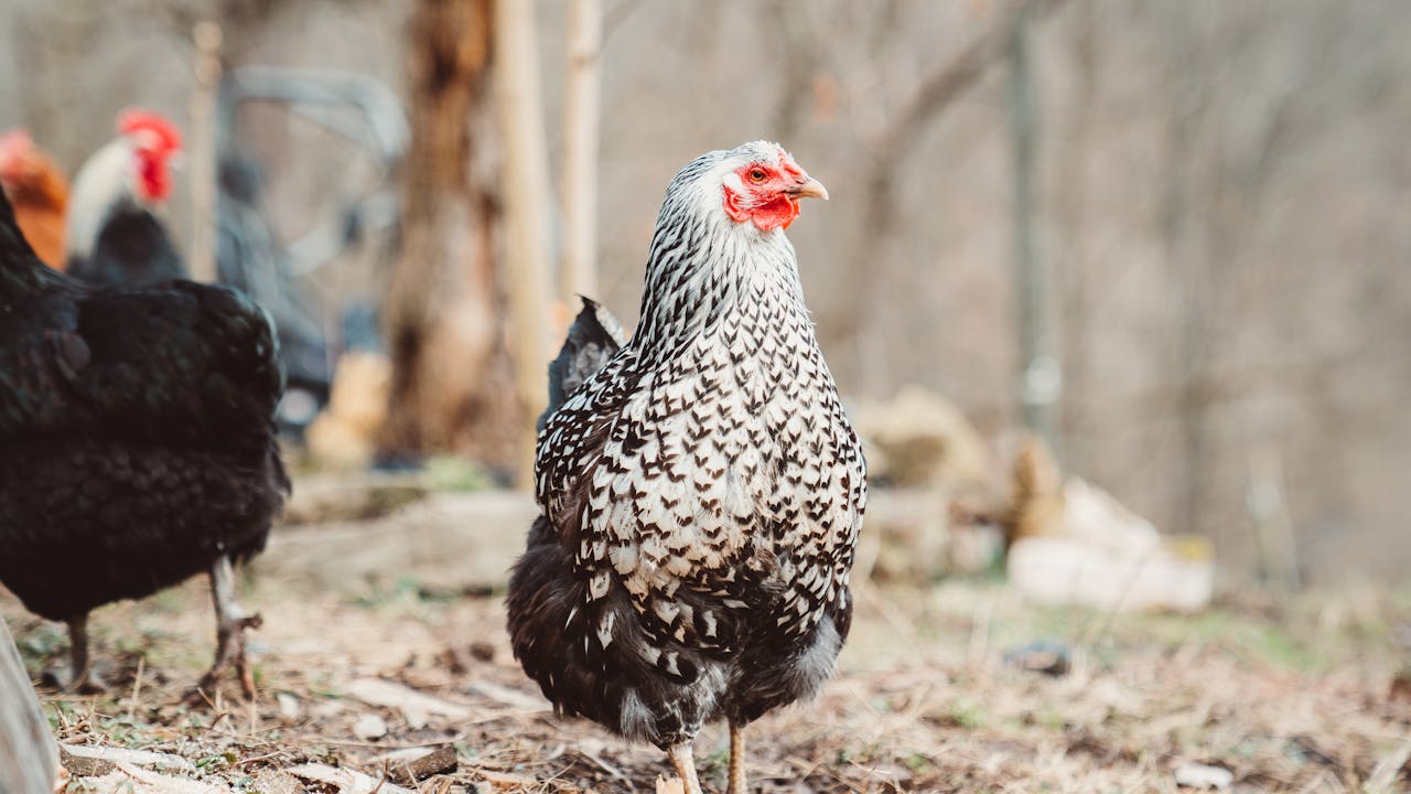 The Art of Drawing Readers In: Your attractive post title goes here Close-up of a speckled hen on a farm, showcasing detailed plumage.