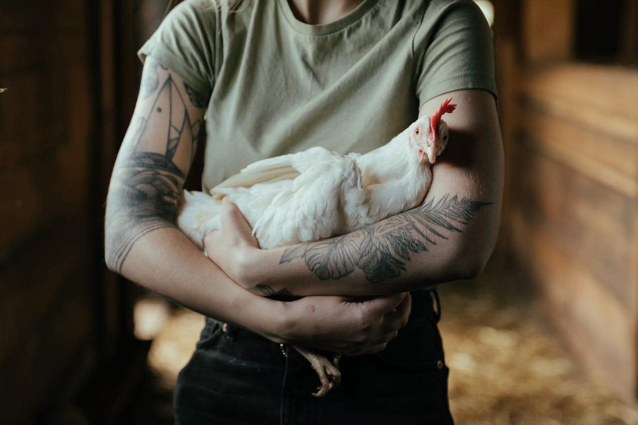 Crafting Captivating Headlines: Your awesome post title goes here Tattooed farmer cradling a white hen inside a rustic barn.