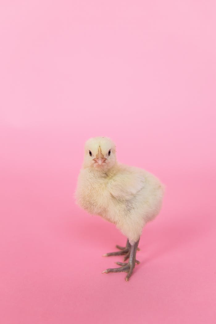 A fluffy chick posing against a playful pastel pink backdrop, perfect for spring themes.