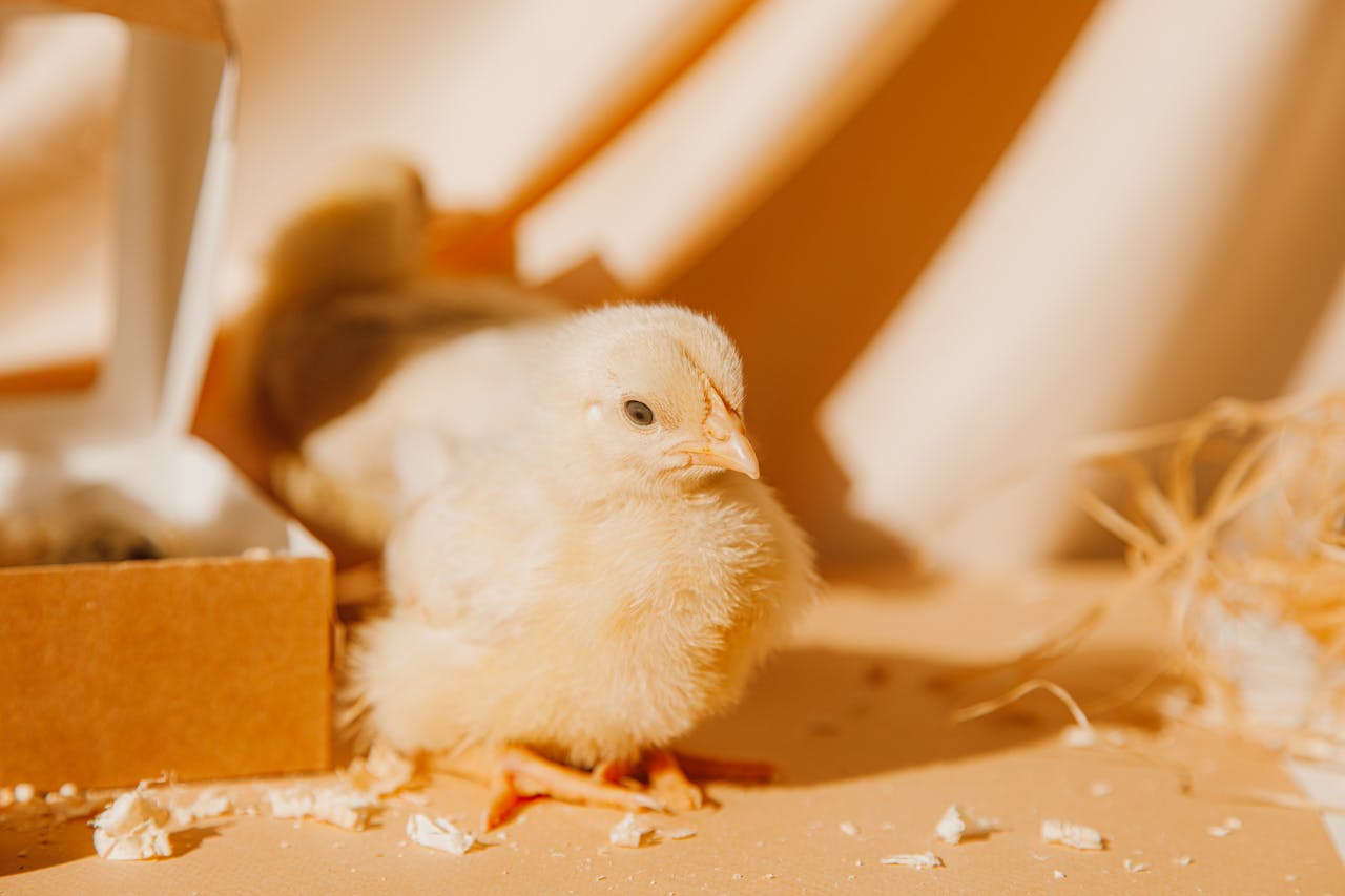 services-03 Adorable yellow chick in a cardboard box with soft lighting. Perfect for Easter themes.